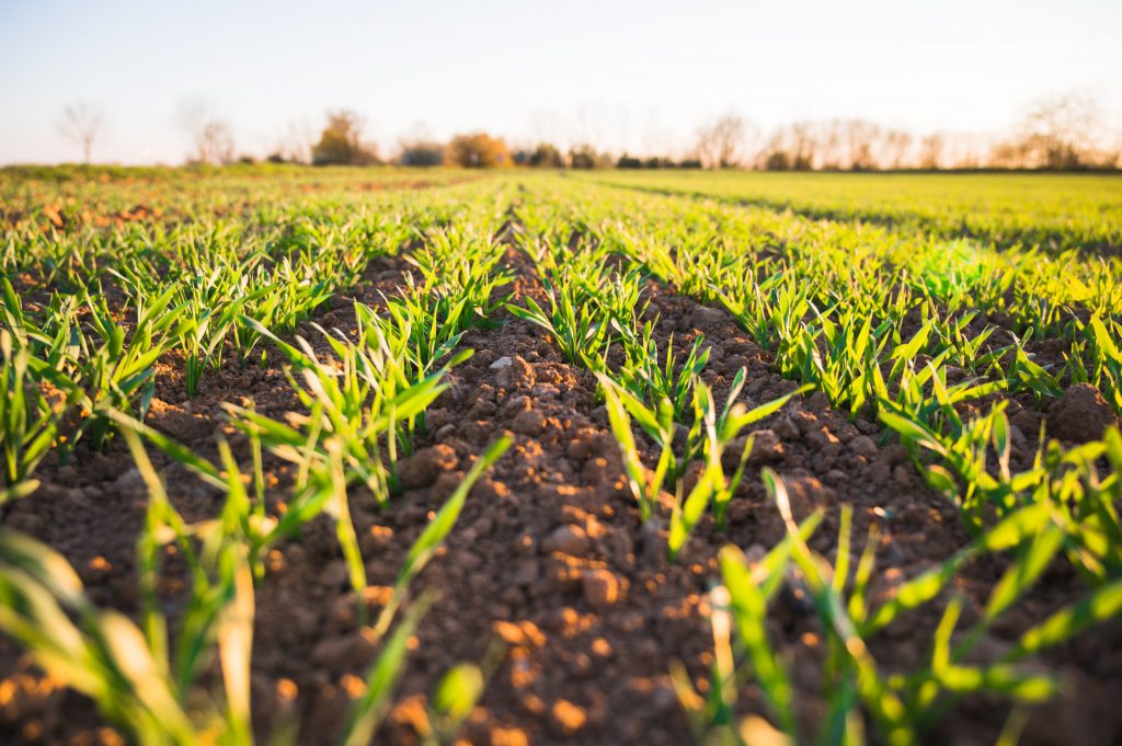crops sprouting in field